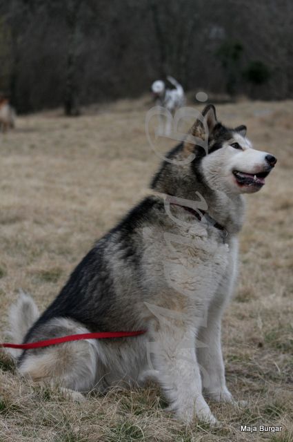 1. Kraški Siminar Loustva, Komen, 18.3.2012 - foto povečava