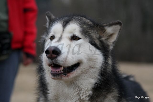 1. Kraški Siminar Loustva, Komen, 18.3.2012 - foto povečava