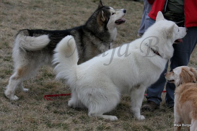 1. Kraški Siminar Loustva, Komen, 18.3.2012 - foto povečava