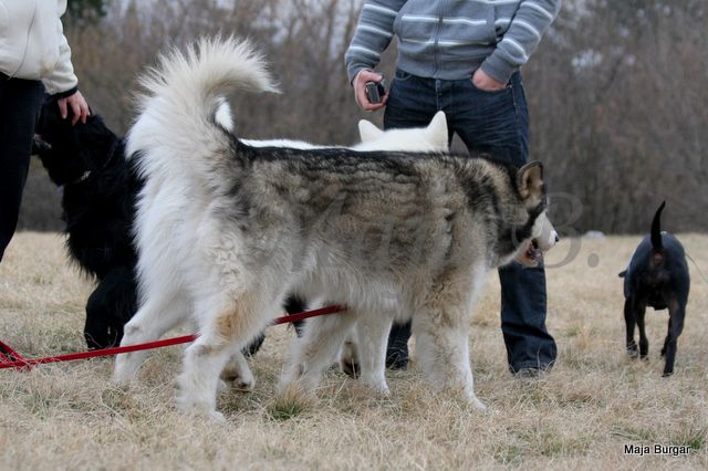 1. Kraški Siminar Loustva, Komen, 18.3.2012 - foto povečava