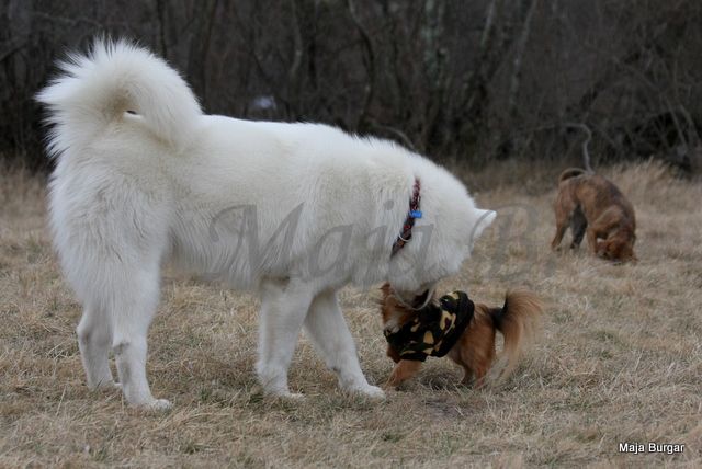 1. Kraški Siminar Loustva, Komen, 18.3.2012 - foto povečava