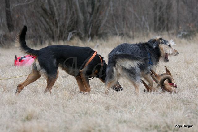 1. Kraški Siminar Loustva, Komen, 18.3.2012 - foto povečava