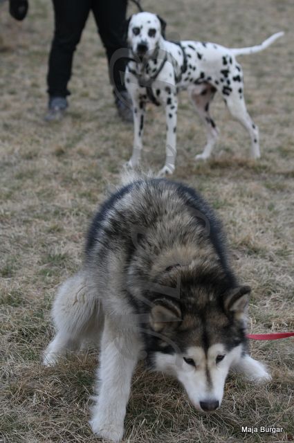 1. Kraški Siminar Loustva, Komen, 18.3.2012 - foto povečava