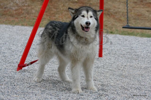 1. Kraški Siminar Loustva, Komen, 18.3.2012 - foto povečava