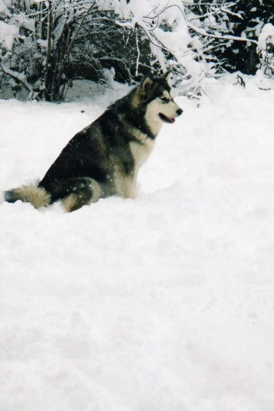 Aska-prvi sneg - foto povečava