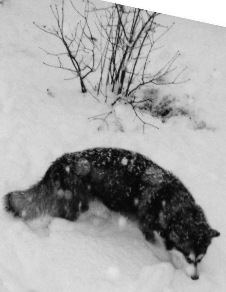 Aska-prvi sneg - foto
