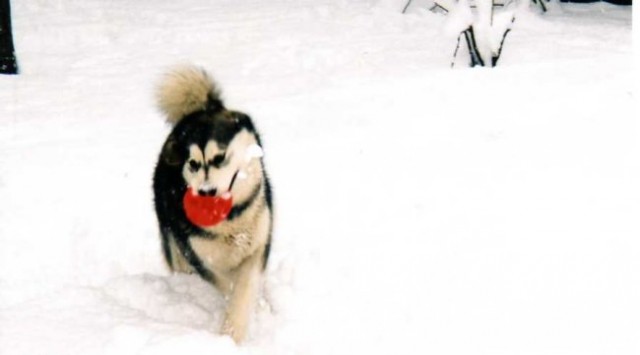 Aska-prvi sneg - foto