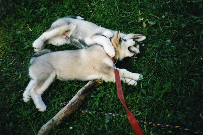 Aska&mal - foto povečava