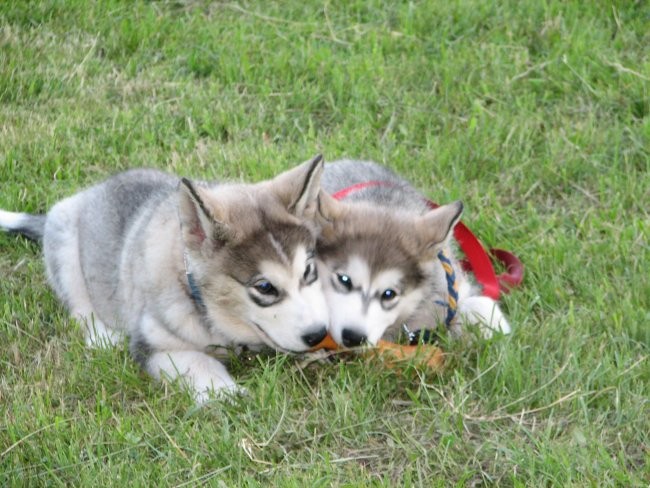 Aska&mal - foto povečava