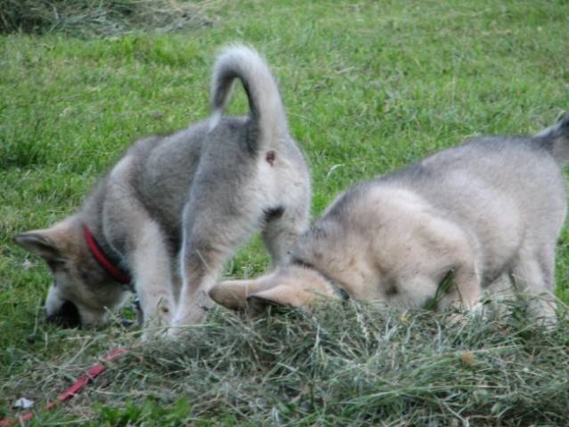 Aska&mal - foto