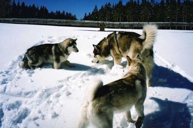 Areh (Mariborsko Pohorje) - 19.03.2006 - foto povečava