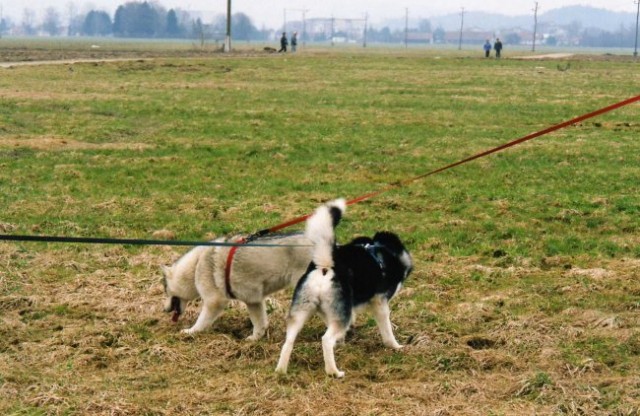 Mengeško polje - 26.03.2006 - Aska, Rina, Lar - foto