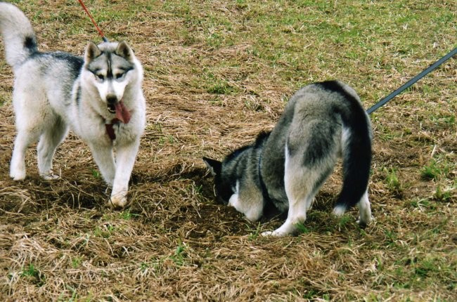 Mengeško polje - 26.03.2006 - Aska, Rina, Lar - foto povečava