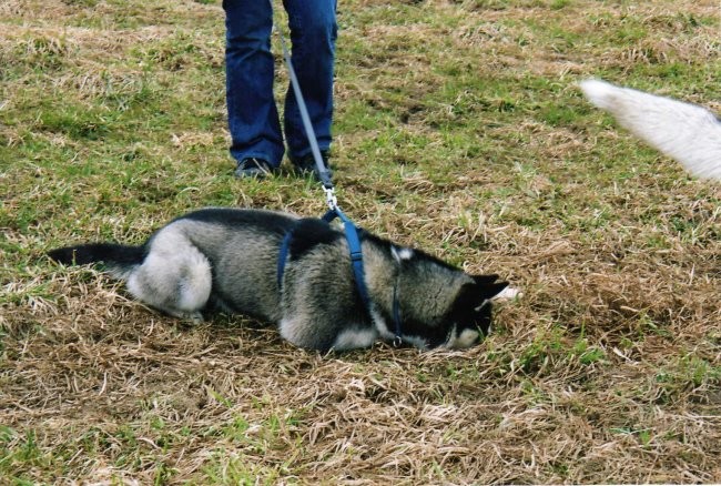 Mengeško polje - 26.03.2006 - Aska, Rina, Lar - foto povečava