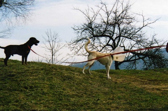 Zavetišče Horjul - foto povečava