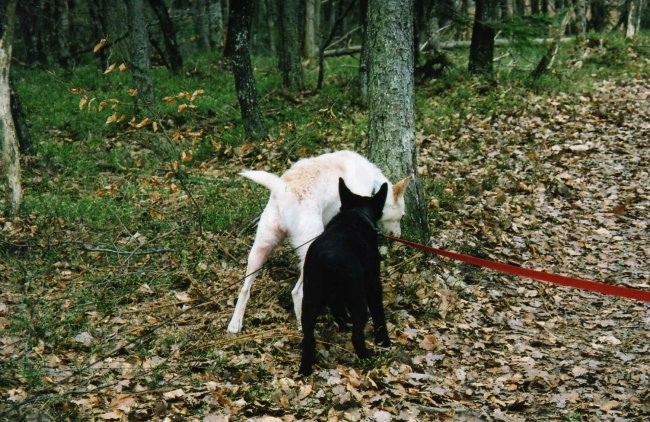 Zavetišče Horjul - foto povečava