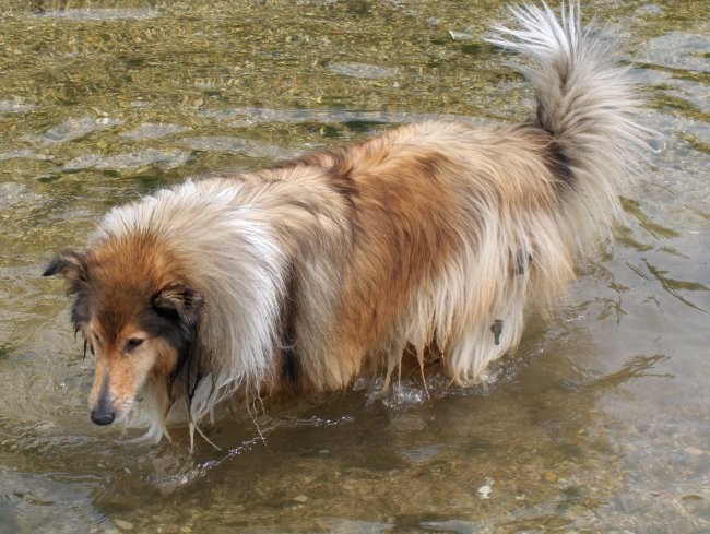 Aska, Witty in Val - sprehod - Borovnica 27.5 - foto povečava