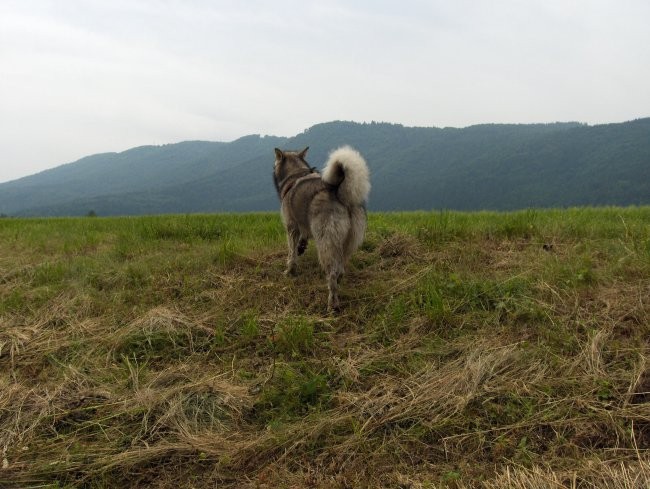 Aska, Witty in Val - sprehod - Borovnica 27.5 - foto povečava