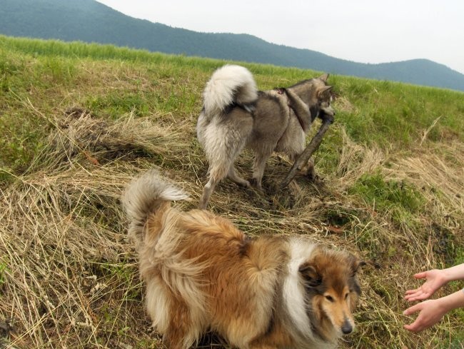 Aska, Witty in Val - sprehod - Borovnica 27.5 - foto povečava