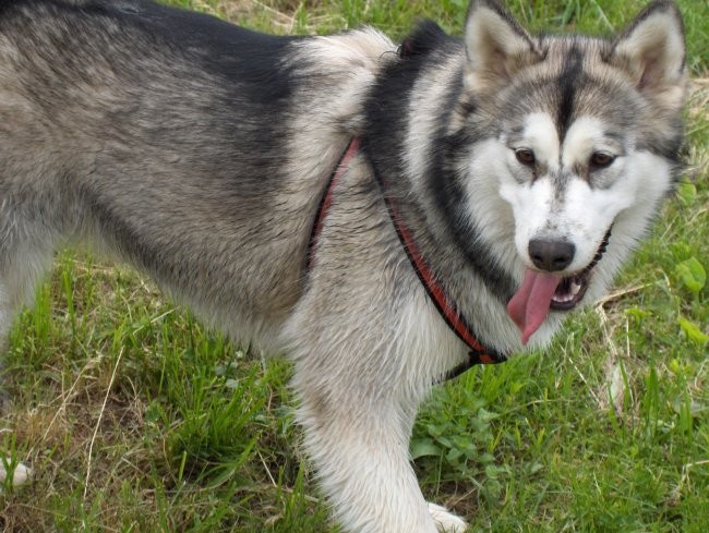 Aska, Witty in Val - sprehod - Borovnica 27.5 - foto povečava