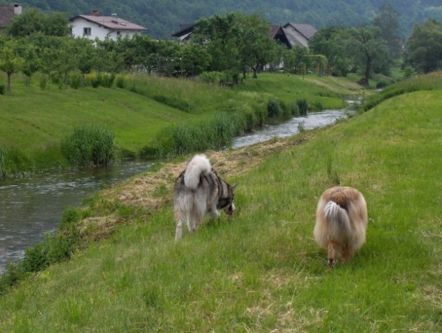 Aska, Witty in Val - sprehod - Borovnica 27.5 - foto