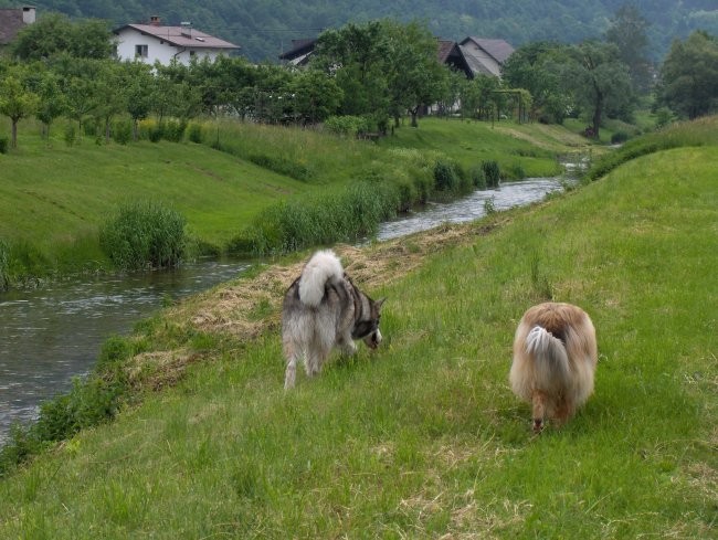 Aska, Witty in Val - sprehod - Borovnica 27.5 - foto povečava