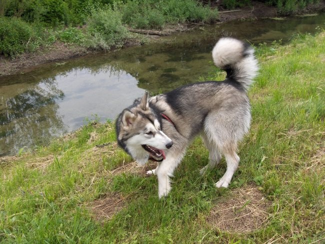 Aska, Witty in Val - sprehod - Borovnica 27.5 - foto povečava