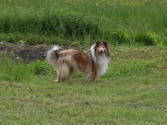 Aska, Witty in Val - sprehod - Borovnica 27.5 - foto povečava