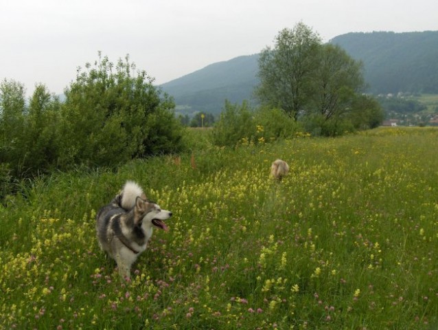 Aska, Witty in Val - sprehod - Borovnica 27.5 - foto