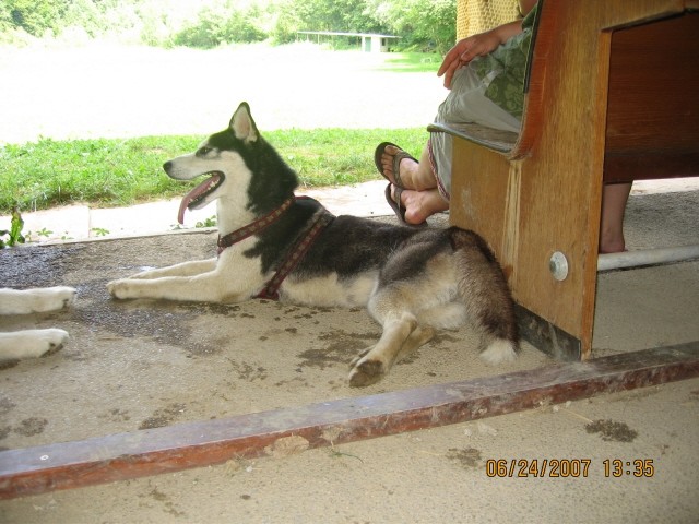 6. pesjanarsko srečanje - Kranj - 24.6.2007 - foto povečava