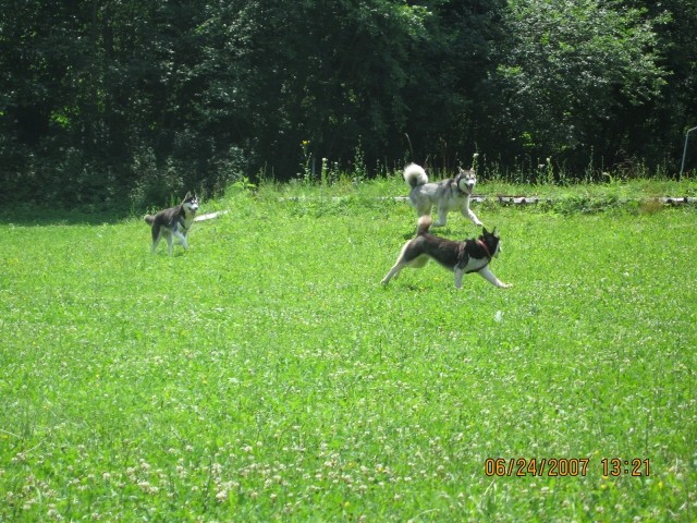 6. pesjanarsko srečanje - Kranj - 24.6.2007 - foto povečava