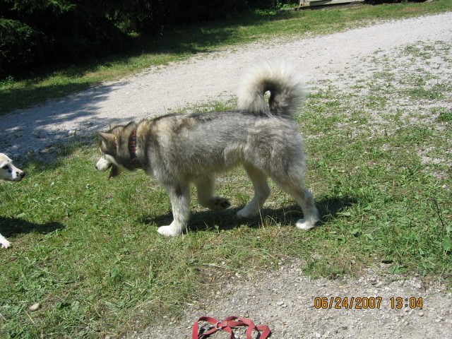 6. pesjanarsko srečanje - Kranj - 24.6.2007 - foto povečava