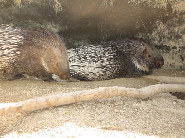 ZOO - Aska in Tara - 1.7.2007 - foto povečava