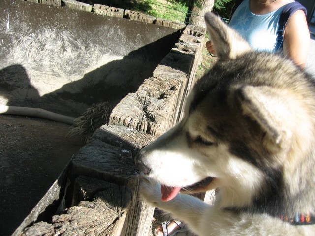 ZOO - Aska in Tara - 1.7.2007 - foto povečava