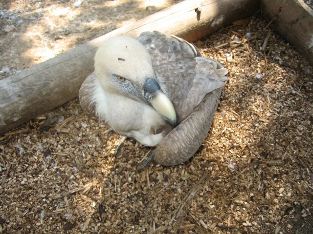 ZOO - Aska in Tara - 1.7.2007 - foto povečava