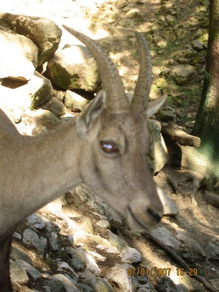 ZOO - Aska in Tara - 1.7.2007 - foto povečava