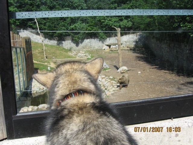 ZOO - Aska in Tara - 1.7.2007 - foto povečava