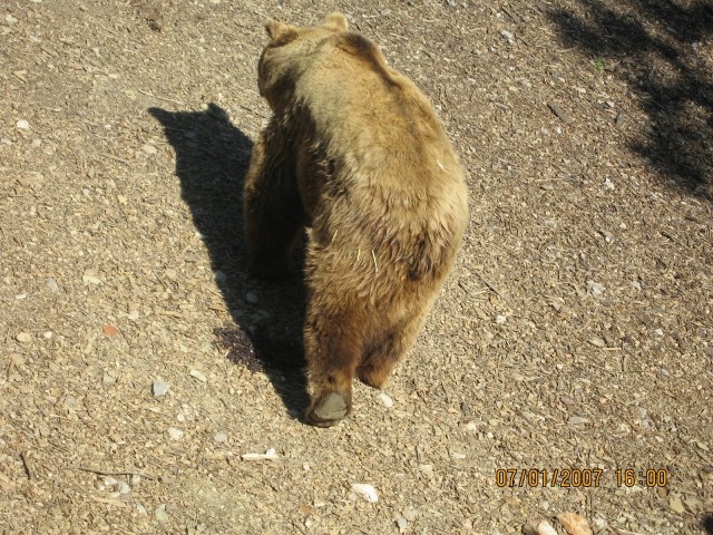 ZOO - Aska in Tara - 1.7.2007 - foto povečava