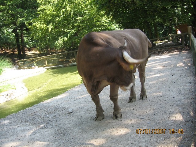 ZOO - Aska in Tara - 1.7.2007 - foto povečava