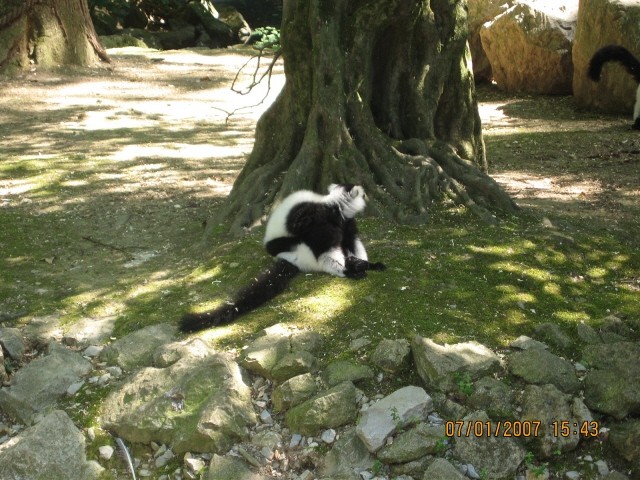 ZOO - Aska in Tara - 1.7.2007 - foto povečava