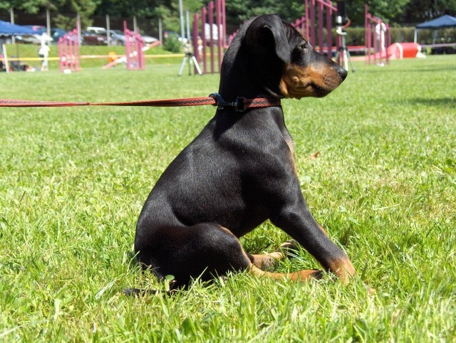 Agility tekma - KD Ilirija Agility - 7.7.2007 - foto povečava