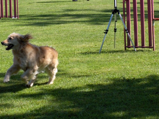 Agility tekma - KD Ilirija Agility - 7.7.2007 - foto