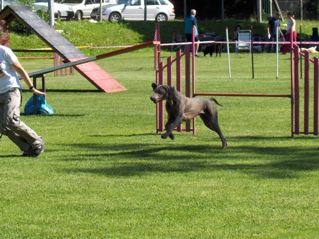 Agility tekma - KD Ilirija Agility - 7.7.2007 - foto povečava