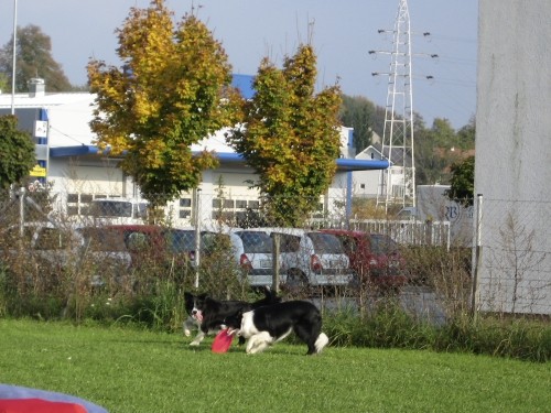 Agility tekma - KD Naklo - 13.10.2007 - foto povečava