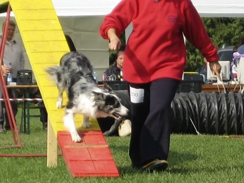 Agility tekma - KD Naklo - 13.10.2007 - foto