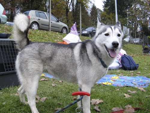 Dobrodelna agility tekma za Selce - 27.10.200 - foto povečava