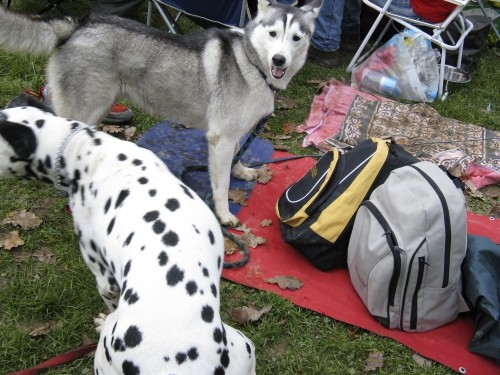 Dobrodelna agility tekma za Selce - 27.10.200 - foto povečava