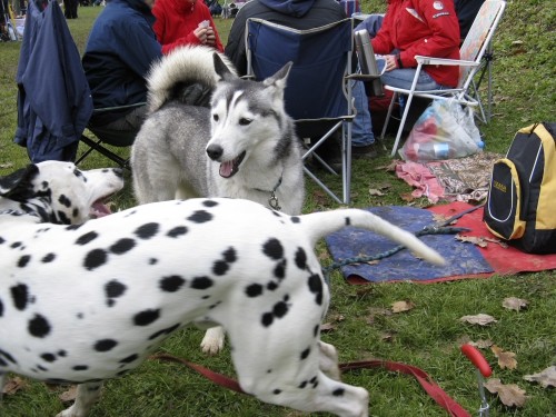 Dobrodelna agility tekma za Selce - 27.10.200 - foto povečava