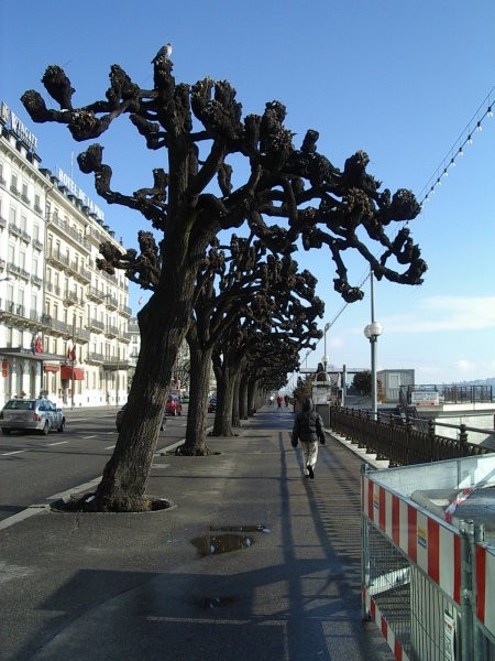 Ženeva 2005-Rockson-Grlica - foto povečava