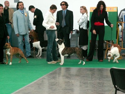 World Dog Show-Limanorth Coming Winning T.&Cha-Cha
